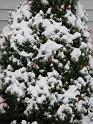 2008-12-07_First_Snow 009